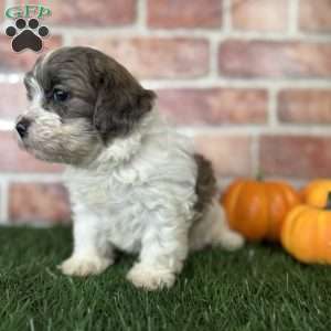 Hazel, Shih-Poo Puppy